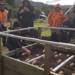 Kumara planting and knowledge shared image